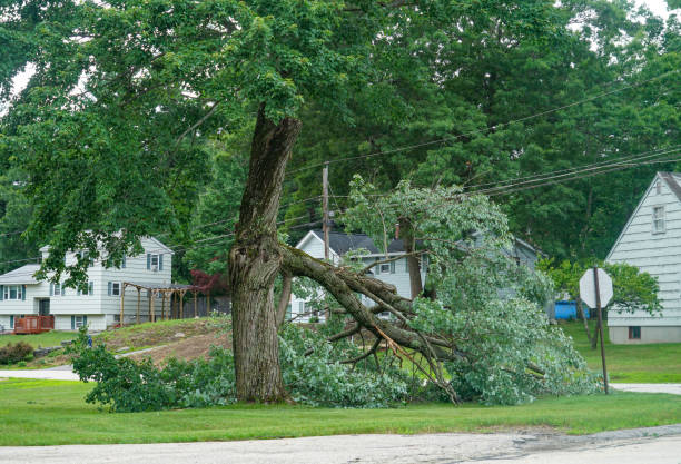 Best Emergency Storm Tree Removal  in USA